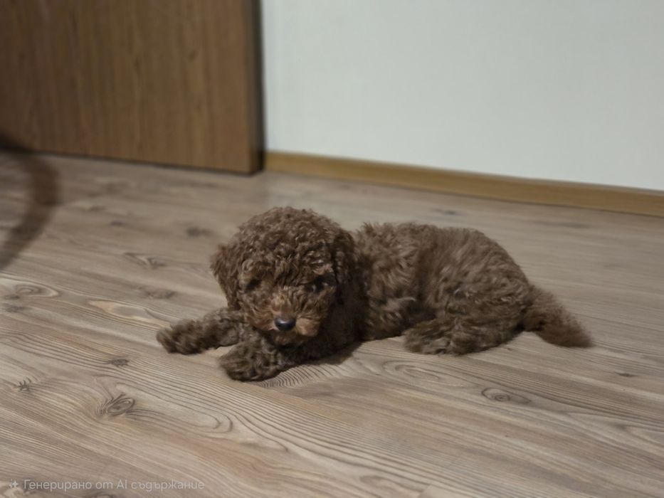 Той Пудел - мини Пудел