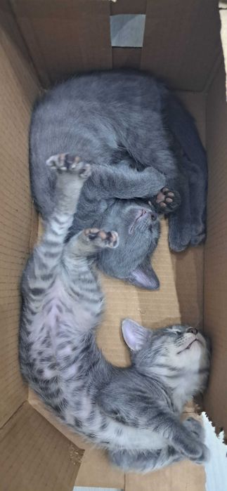 Милые котята в ответственные руки