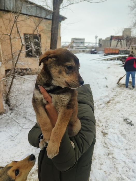 Отдам в добрые руки