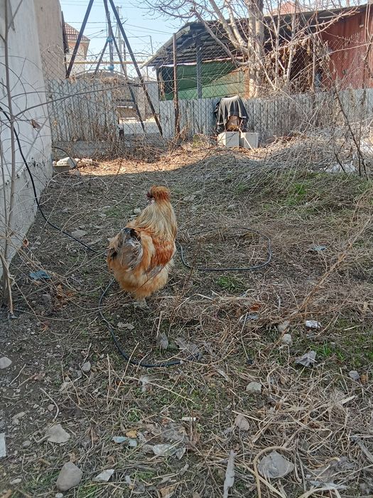 Китайский шелковый 1.2 мес.