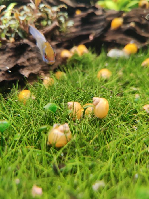 Охлюви Ампулария/София