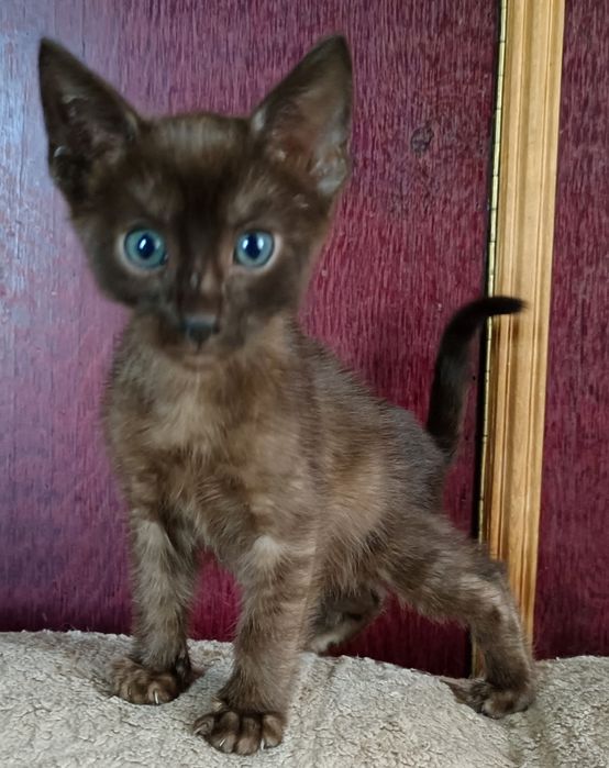 Бенгальский котик
