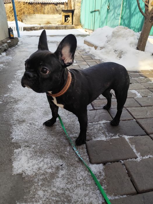 Продам французского бульдога