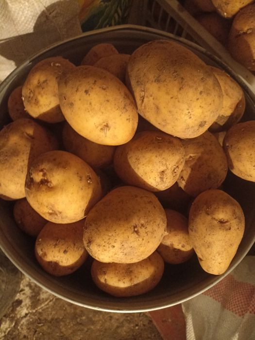 Продам картофель едовой домашний