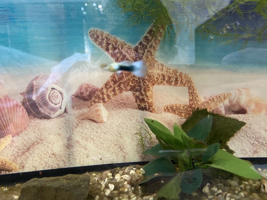 Два самца гуппи молодые за 900 тг