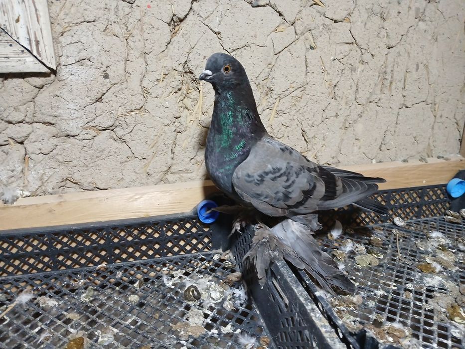 Кептерлер сатылады