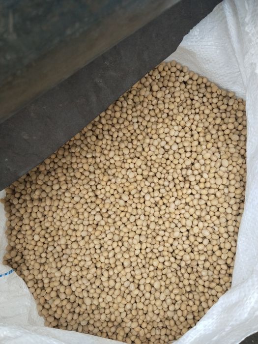 Продам семена сои