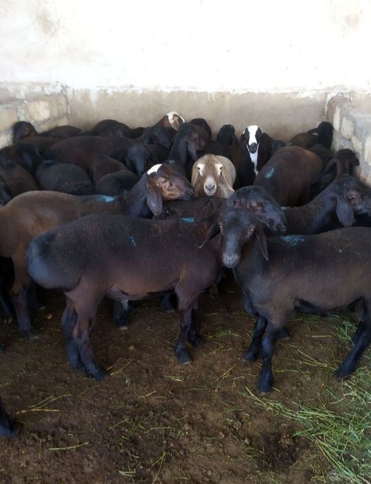 Qurbonlik uchun qoʻylar