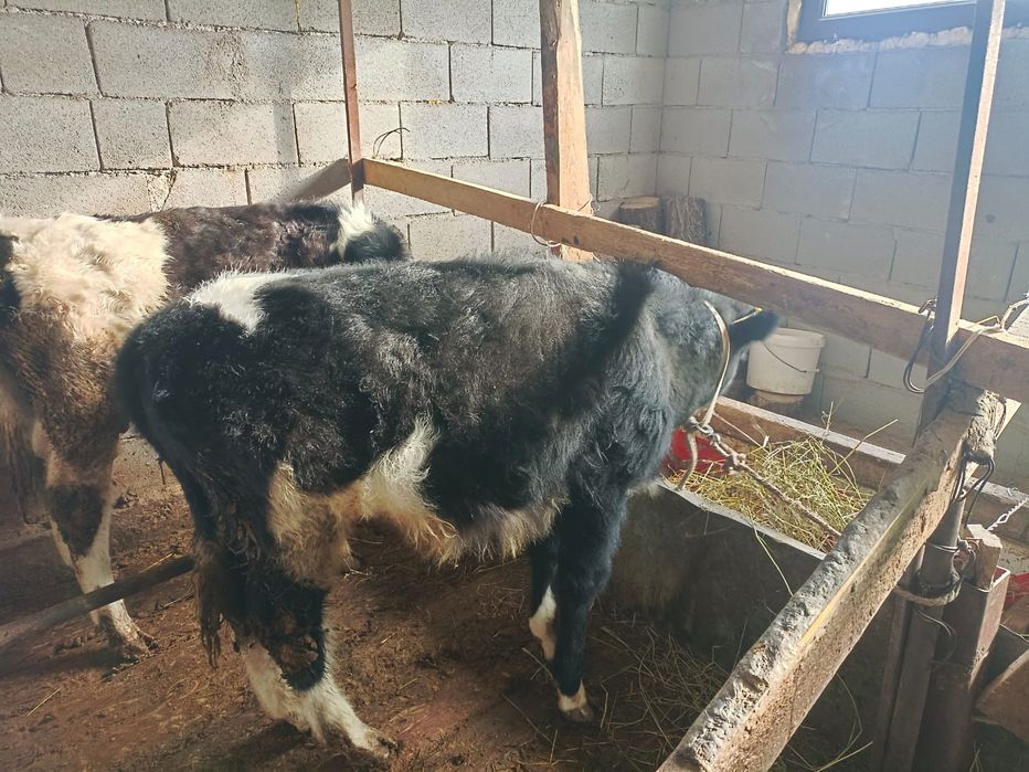 Продаю бычков 8 месячный