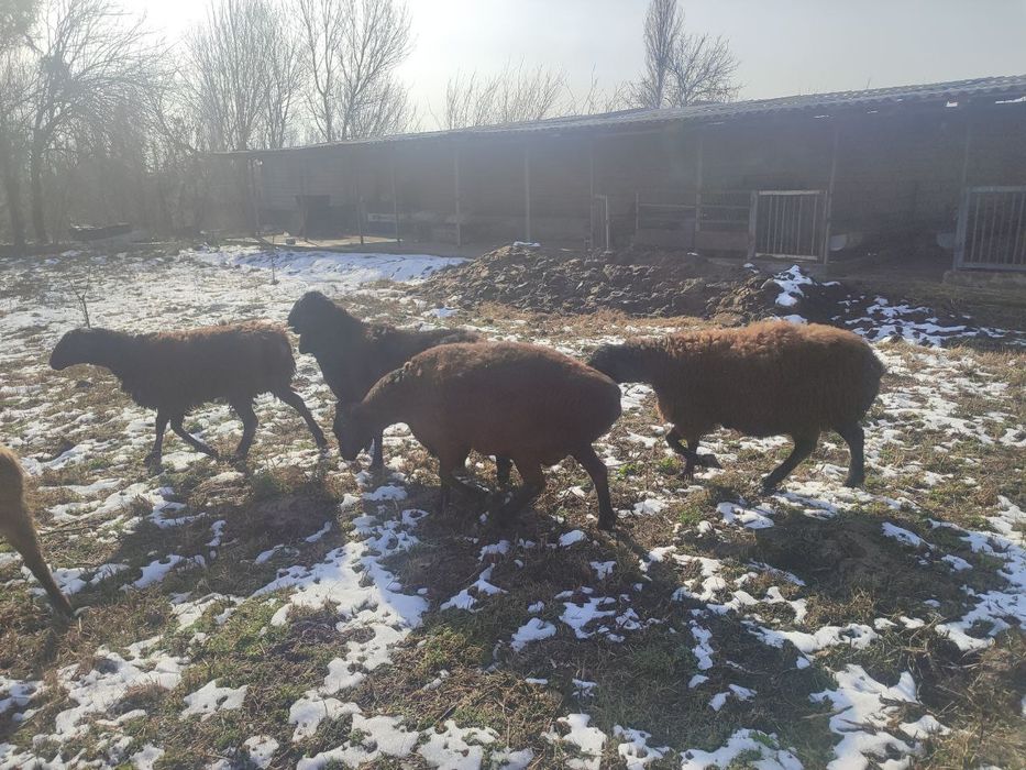 Зотдор қўйлар сотилади