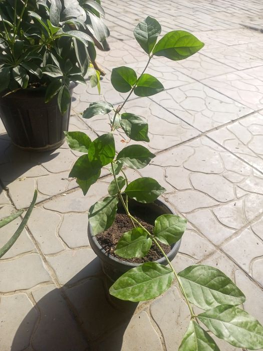 Продам цветы комнатные