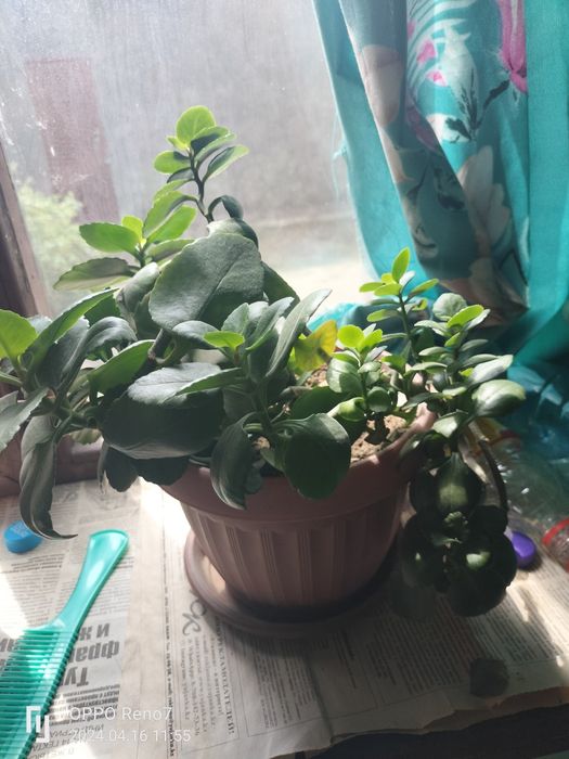 Цветы разны алое