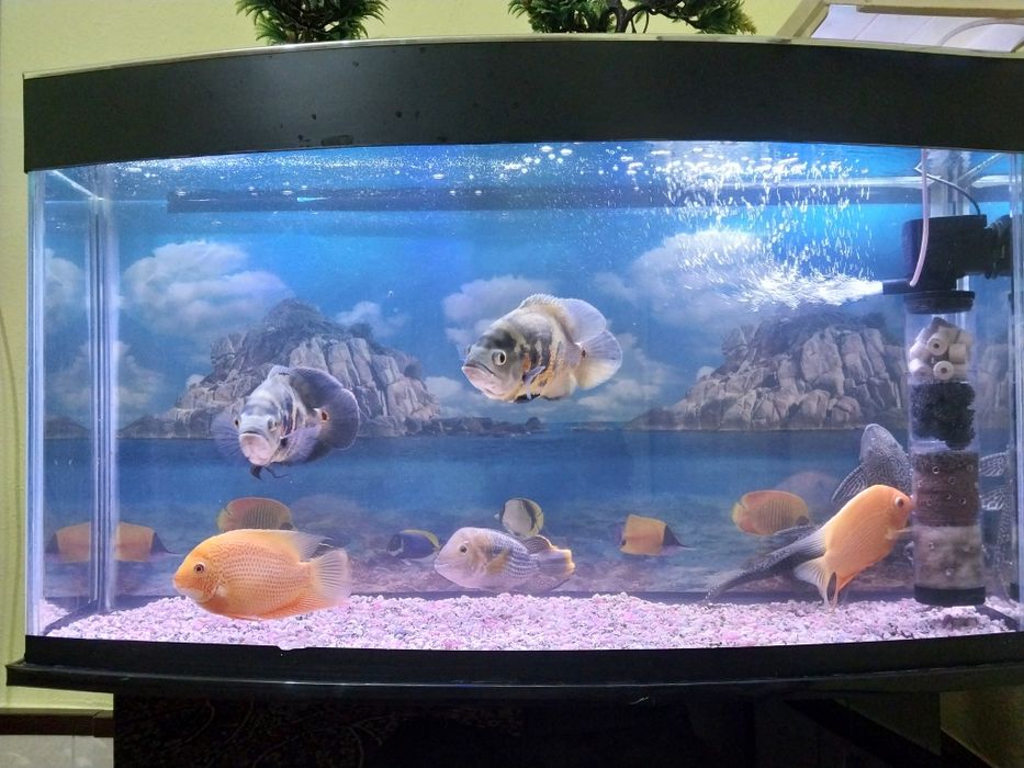 Баликлар сотилади