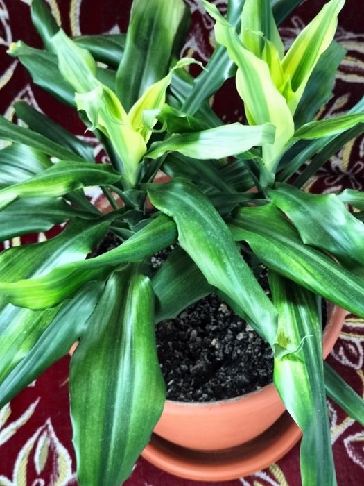 Драцена  красивая