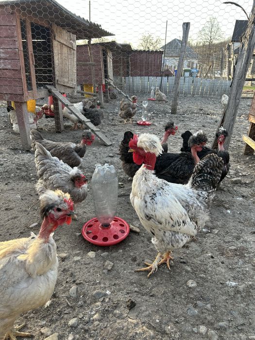 Oua pentru  incubat- gaini golase, motate