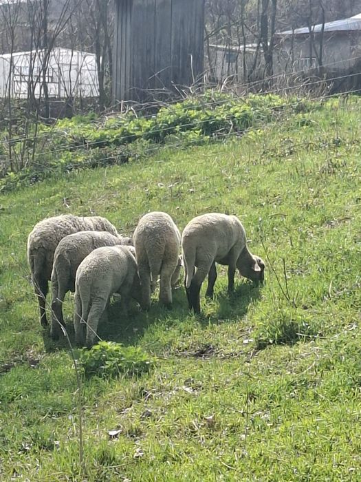 Vând miei pentru paște