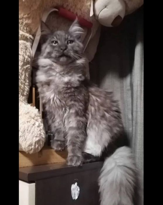 Готовы к брони котята мейнкуна