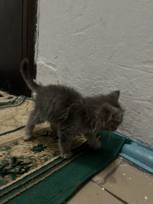 Котенок отдам в добрые руки