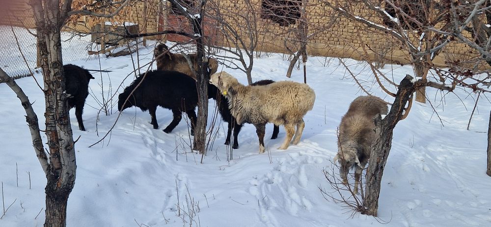 Тоқты қошқарлар сатылады