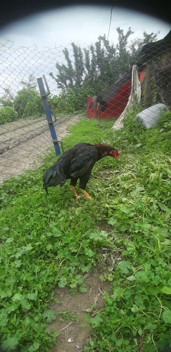 Продам петуха дакан