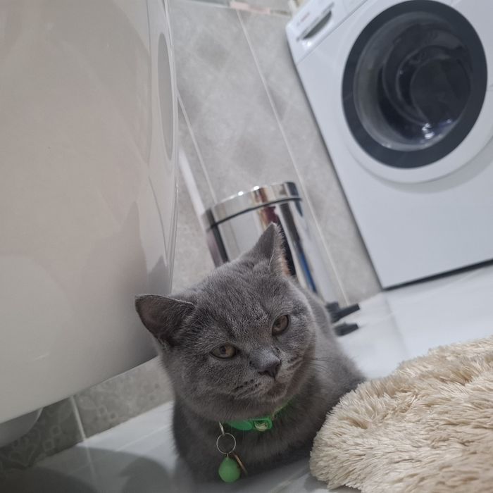 Британская короткошерст котенок