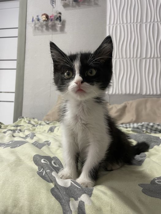 отдаем котенка в добрые руки