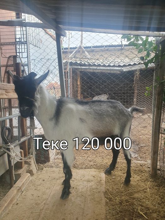 ПОРОДА ЕШКІ,лақтар ТЕКЕ сатылады