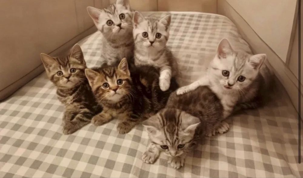 Лиловенькие Котята
