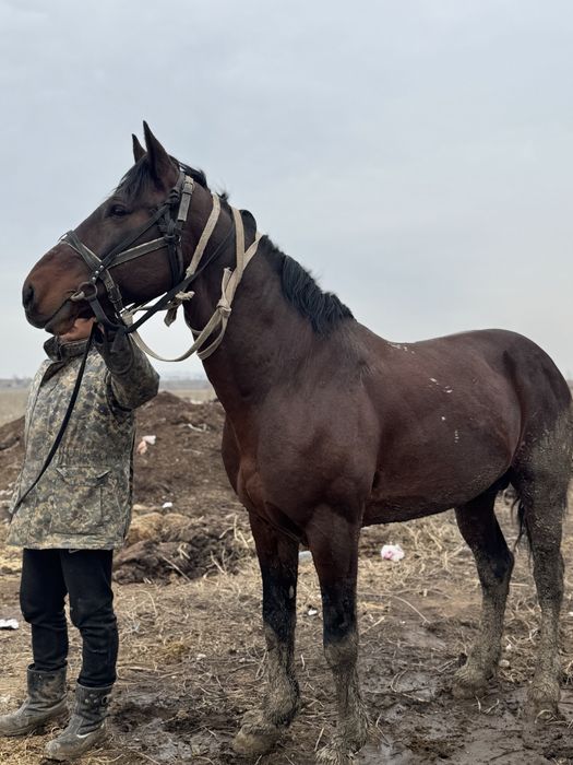 Айғыр,ат,лошадь,жеребець
