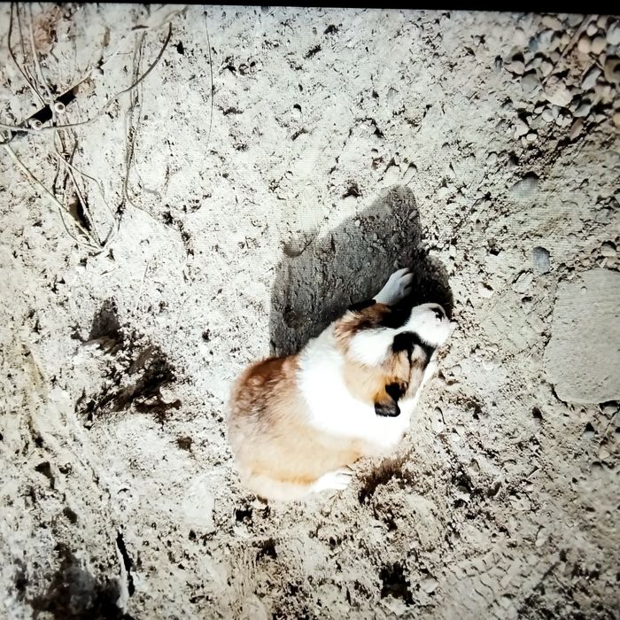 Щенки   2,5мес.порода Гуржи