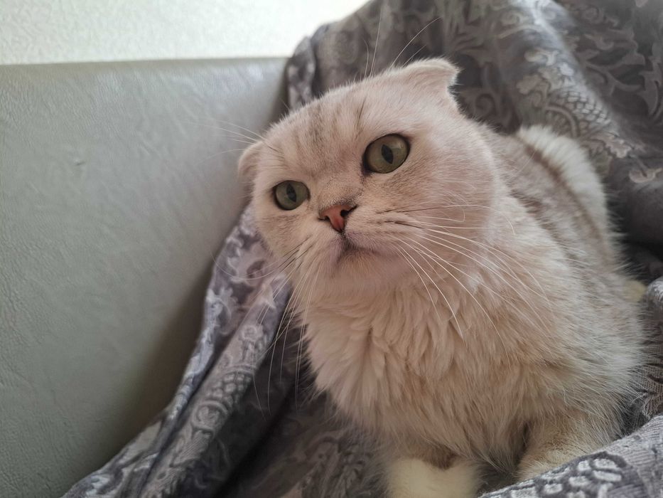 Вязка. Скоттиш фолд