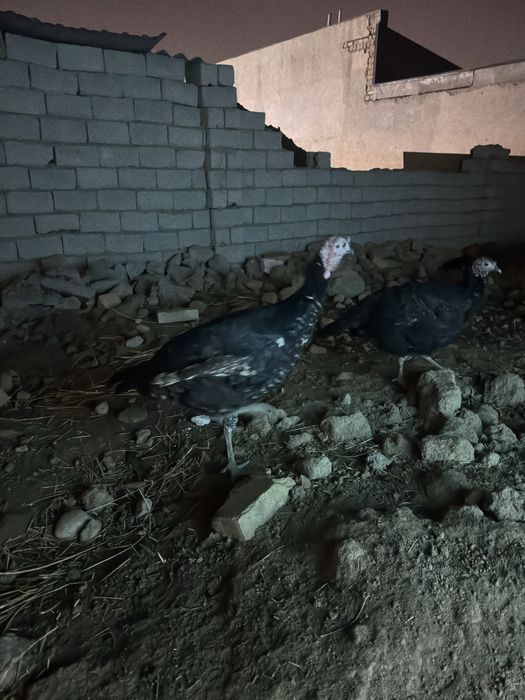 Kurka erkegi sotiladi