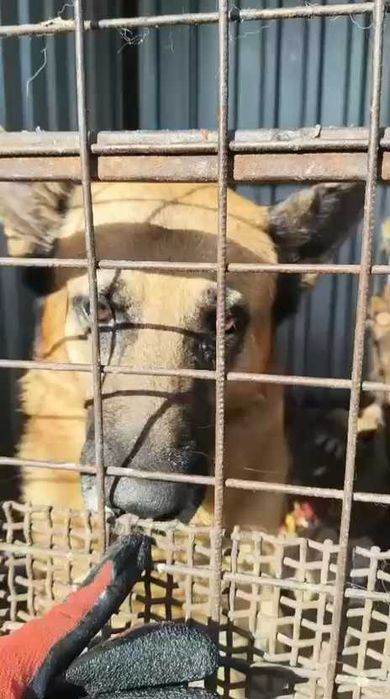 Собакам нужен дом!