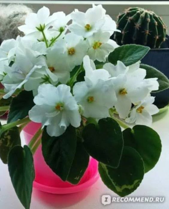 Фиалка. кактус.цветы