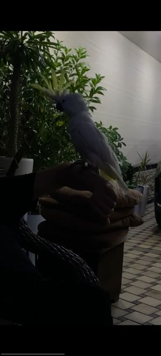 Toti kakadu 7-8 ta soz gapiradi qo'lga o'rgangan musiqaga o'ynaydi
