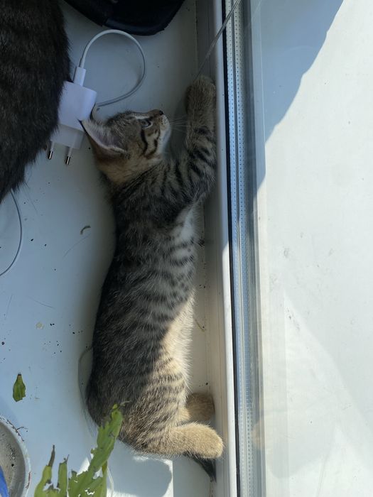 Котята, котенок, кошка