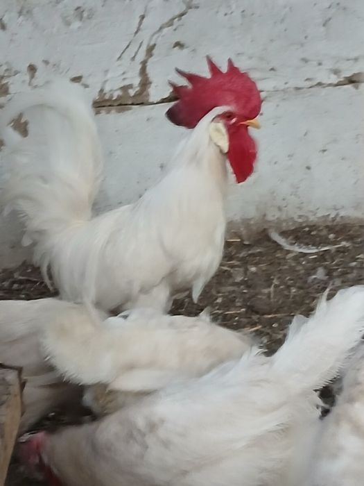 Леггорн стандарт қораз