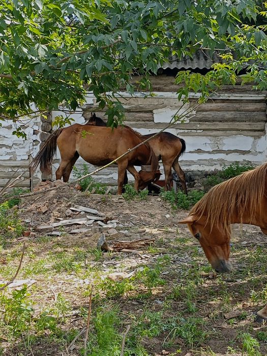 Продам лошадь семи летку