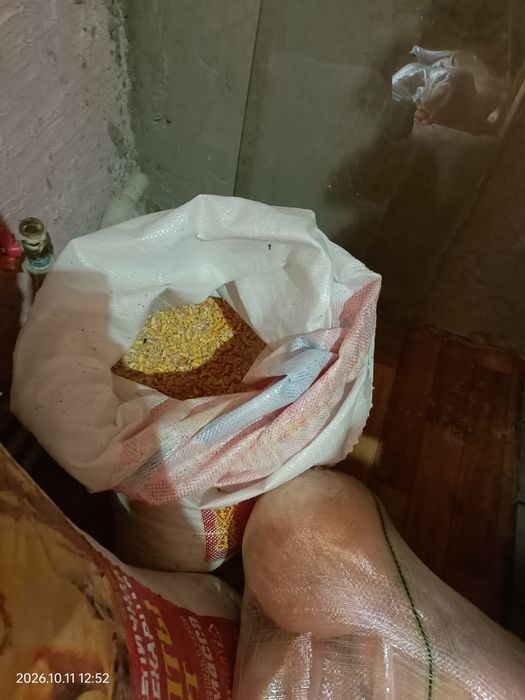 Тауық. Үу тауығы сатылады.