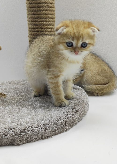 Кошечки и коТики шотландские/
