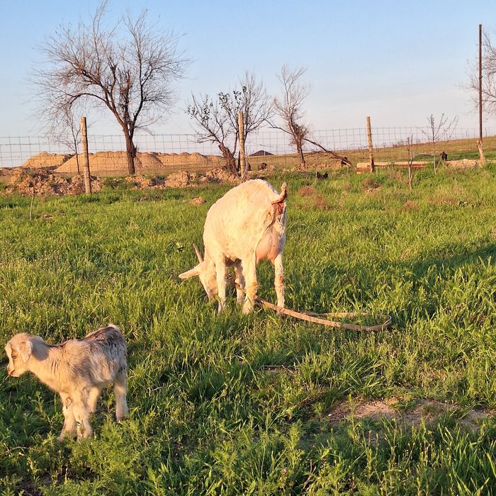 Лақ ешкі,козлёнок