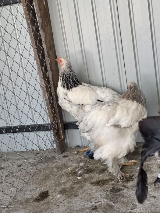 Cocoș porumbac metis brahma și familie 2+1 brahma herminat deschis