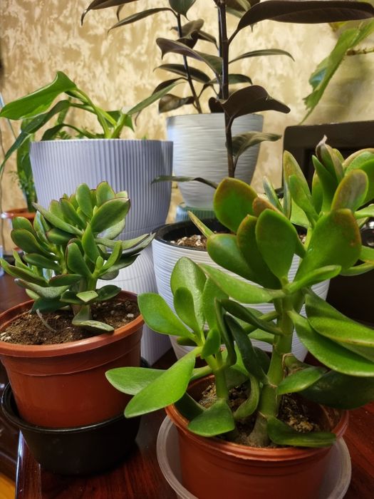 Комнатные цветы в горшках.Хлорофитум.