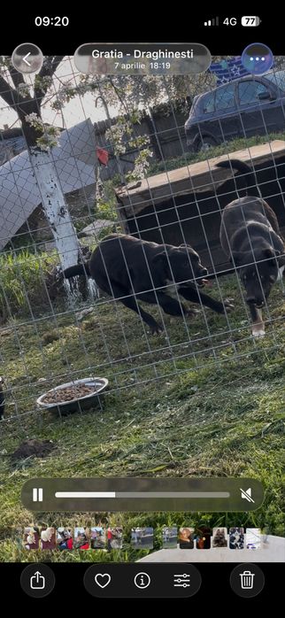 Cateluse spre adoptie