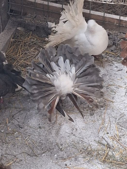 Porumbei rotați/curcani