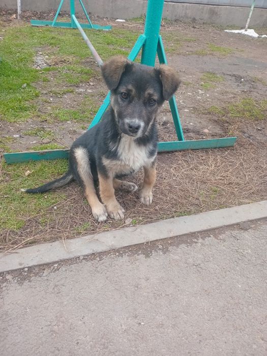 Отдадим щенка в добрые руки