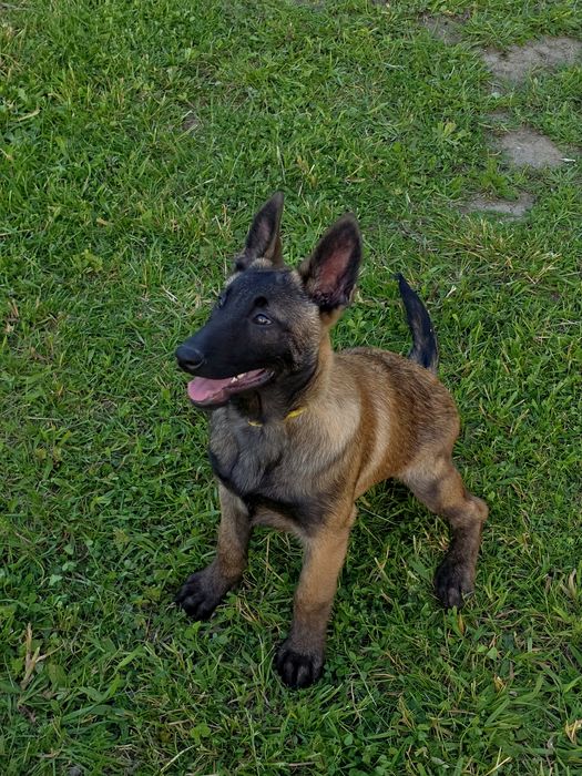 Ciobanesc belgian malinois