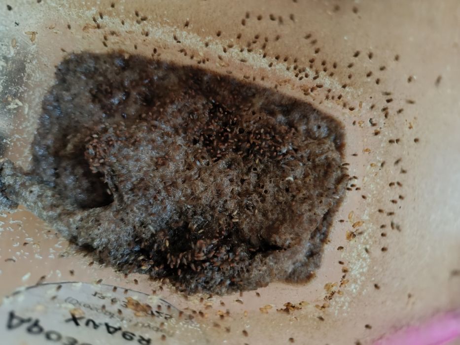 Мушка дрозофила НЕЛЕТАЮЩАЯ