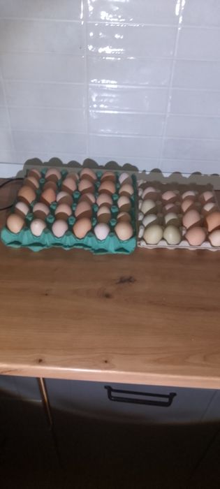 Vând ouă de găină