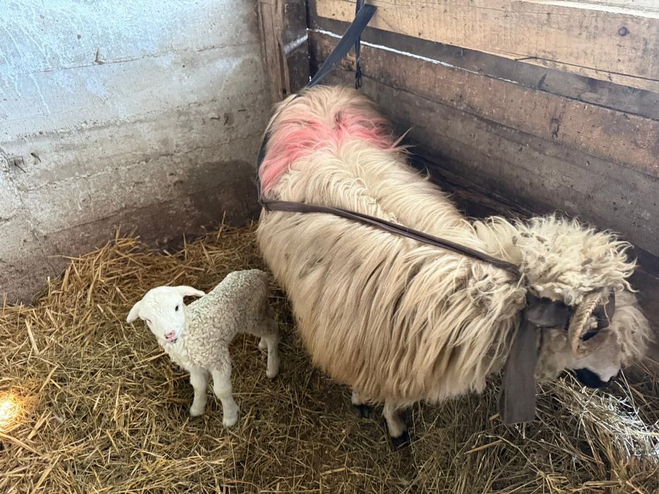 Oii și miei de vânzare